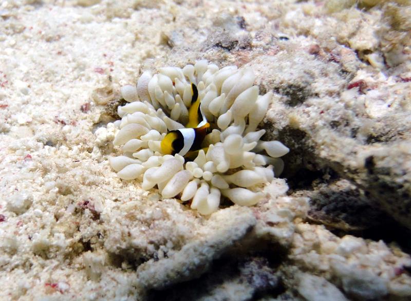 Poisson clown bebe.jpg